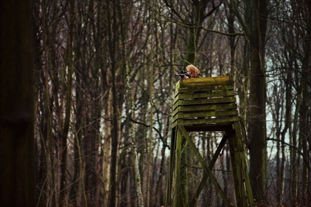 Kurtka Hawker Advance jacket women